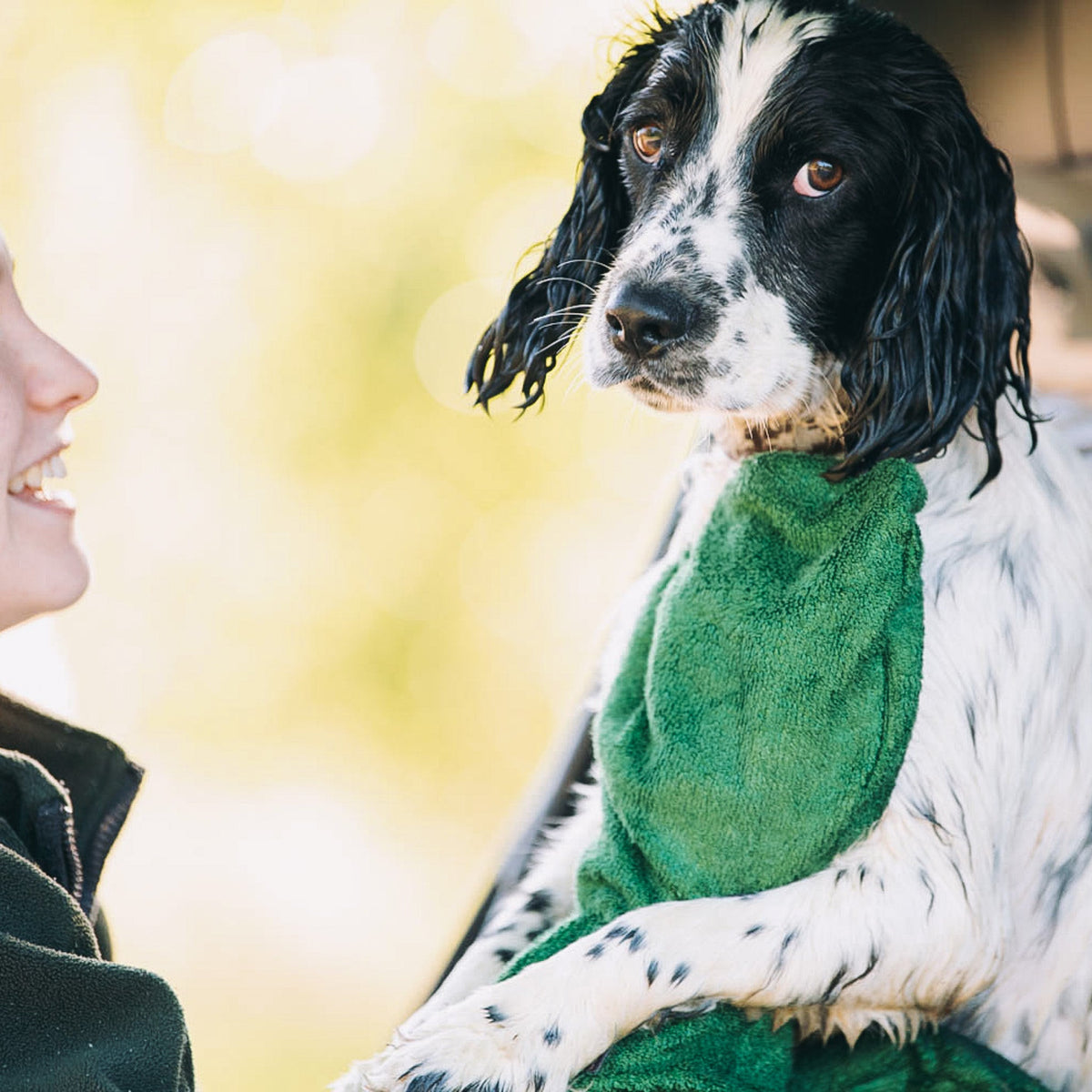 Wet Springer Spaniel being dried off with a pair of NASH bamboo dog drying mitts in forest green.