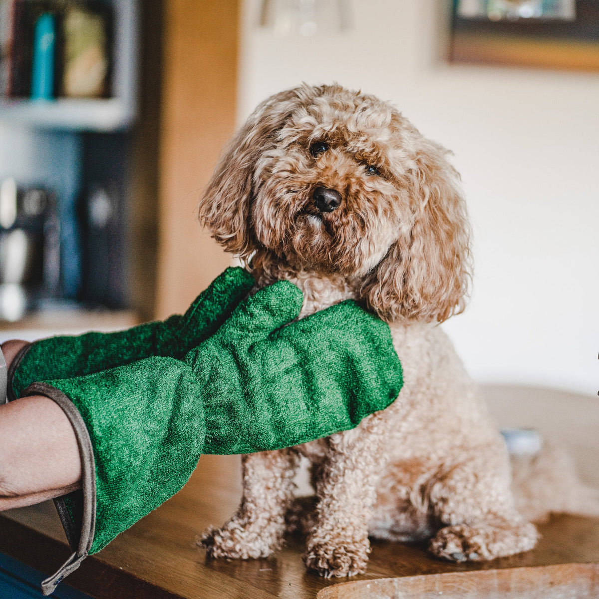 Small dog being dried off with a pair of forest green bamboo dog drying mitts by NASH.