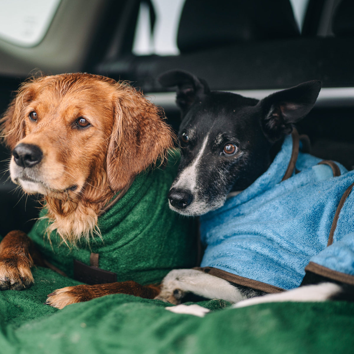 Two dogs in the back of a car, relaxing & drying in NASH bamboo dog coats after their walk.