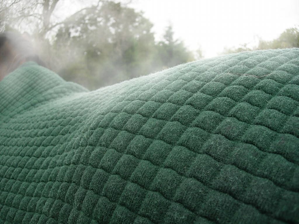 Horse wearing a Thermatex Original Cooler Rug in Bottle Green