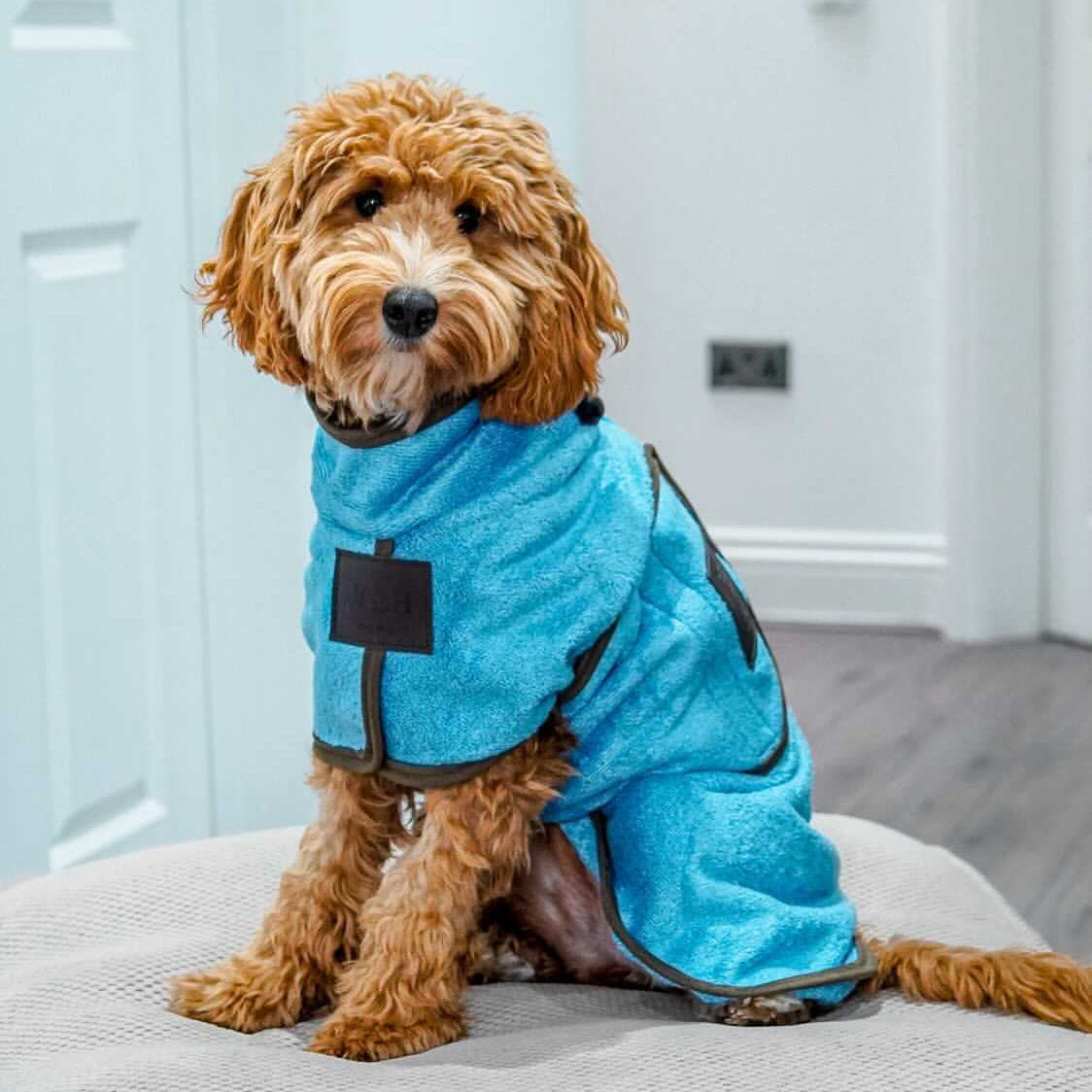 A dog sat at home, wearing the Cambridge blue bamboo dog drying coat by NASH.