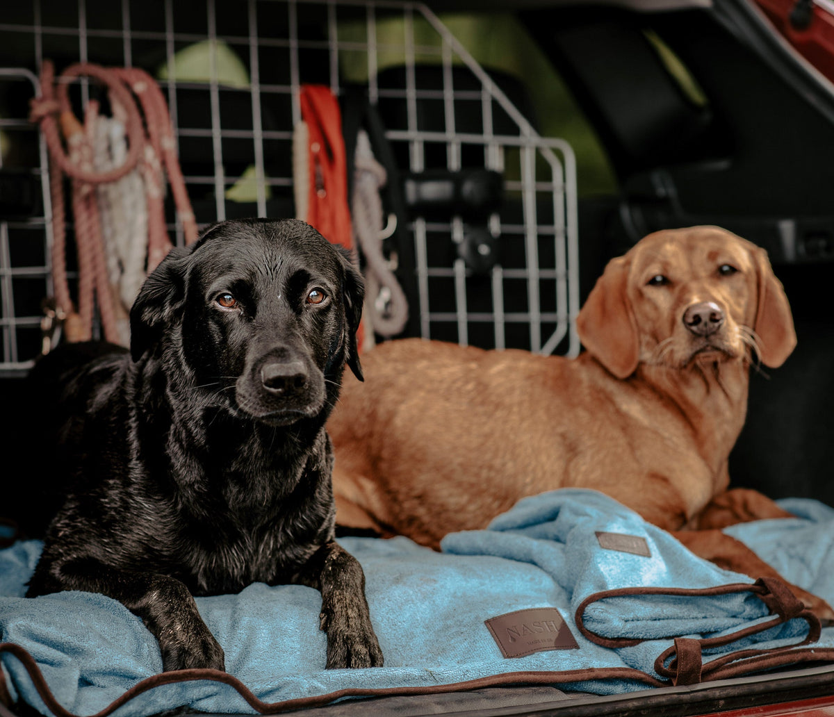Two Labradors in the boot of a car, laying comfortably on top of a Cambridge blue NASH bamboo dog throw.