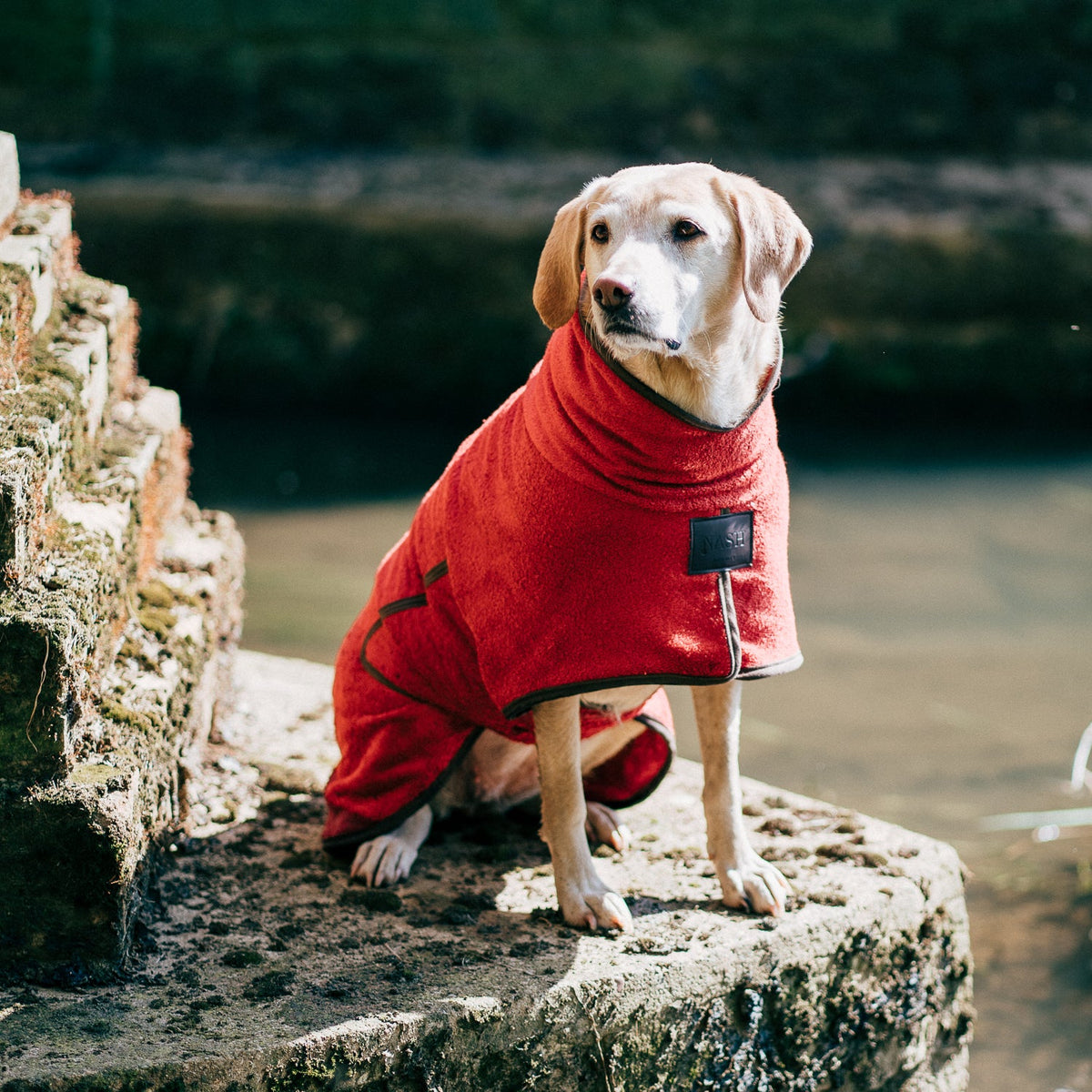 Golden Labrador posing for a photo on a walk, staying warm in the NASH bamboo dog drying coat in red.