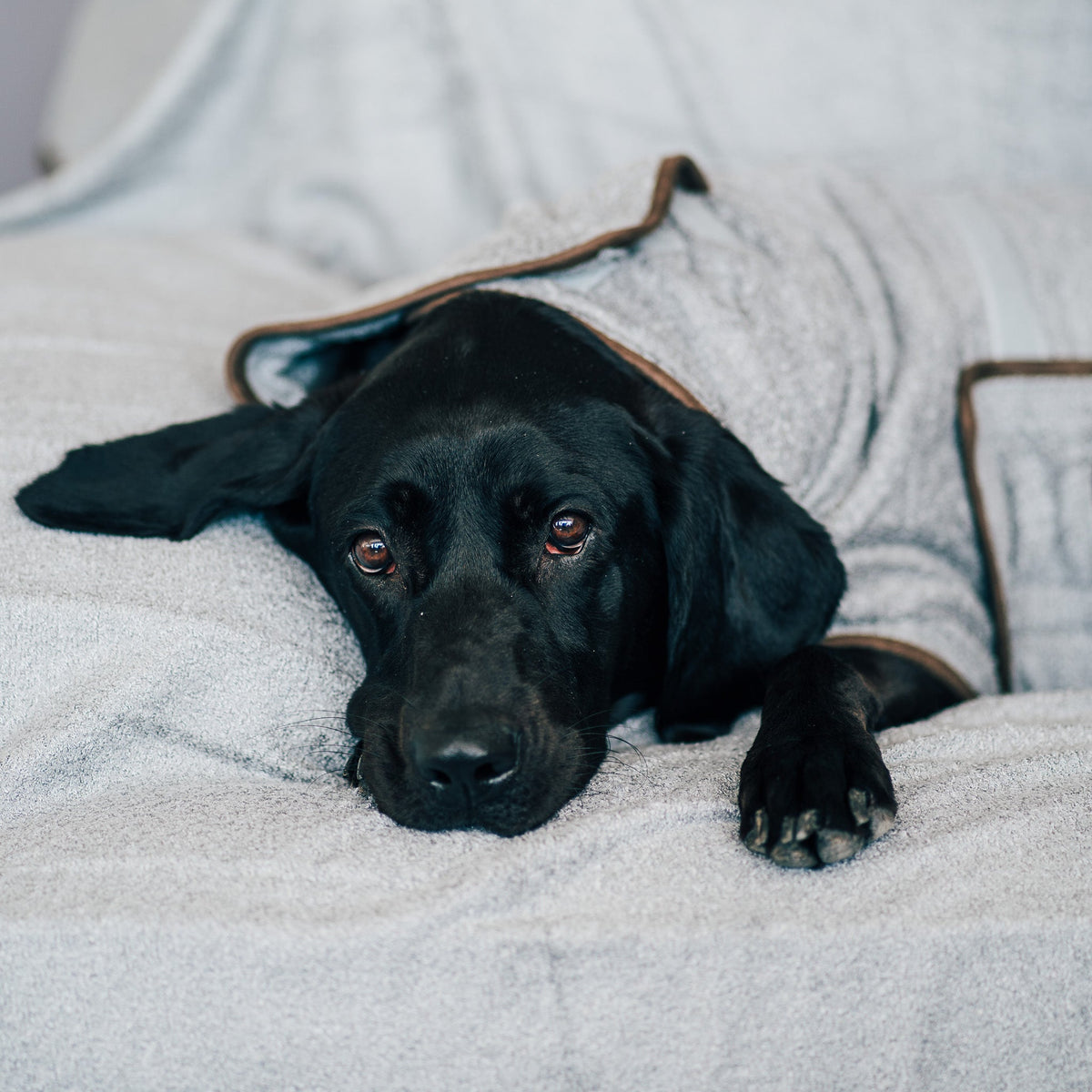 Black Labrador resting on a sofa. The sofa has been covered with a grey NASH bamboo dog throw, with the dog wearing the matching drying coat also.