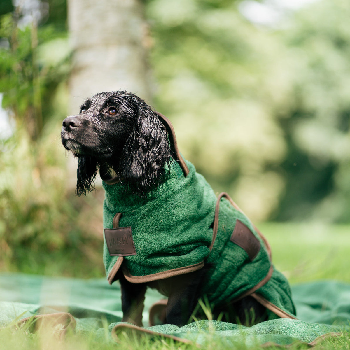 Black Cocker Spaniel outdoors, drying off in the NASH bamboo drying dog coat in forest green.