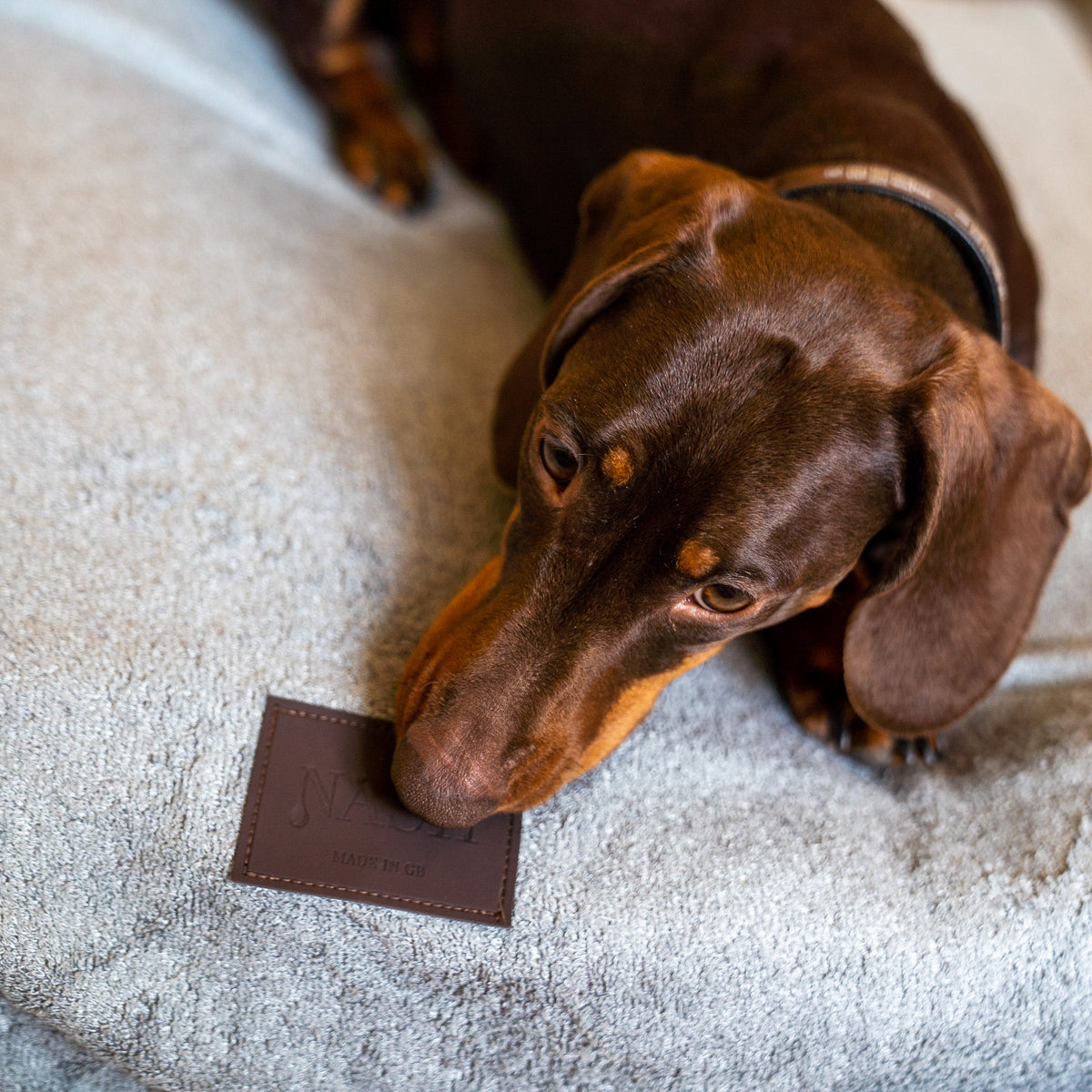 Brown Dachshund relaxing on its bed. The bed is protected with a NASH bamboo dog bed cover in grey.