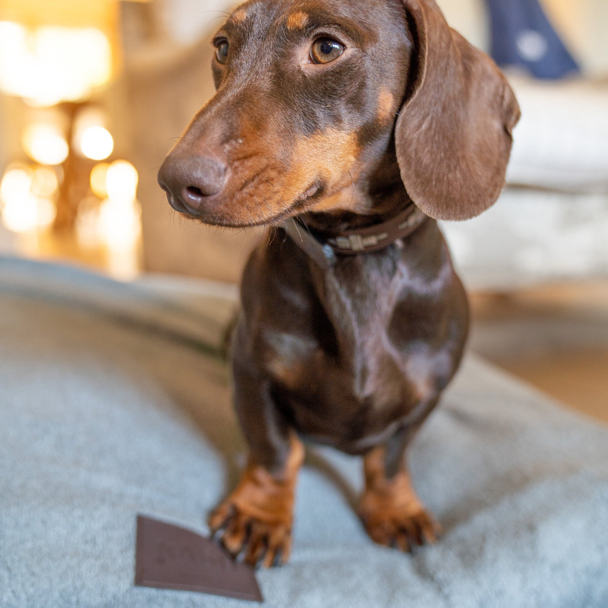 Close-up of a Dachshund sitting on its bed, which is covered using a NASH bamboo dog bed cover in grey.