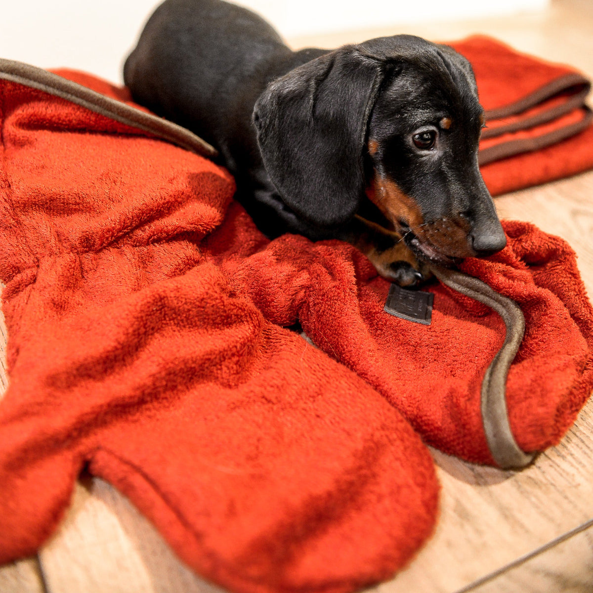 Dachshund lying on top of a pair of NASH bamboo dog drying mitts in red.