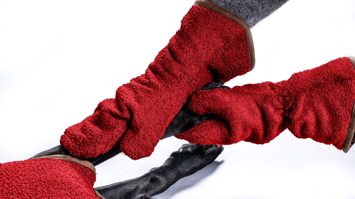 Black Labrador having a paw cleaned & dried with NASH bamboo dog drying mitts in red.