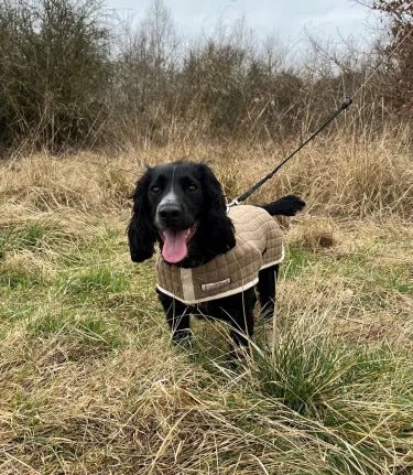 Dog Coats
