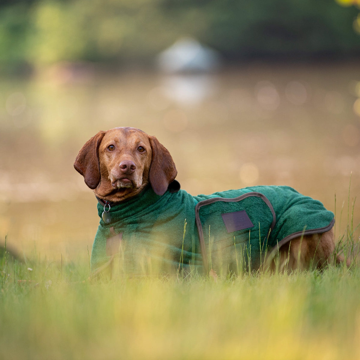 Vizsla outdoors lying down in the grass, wearing a bamboo dog drying coat by NASH Dog Co. 