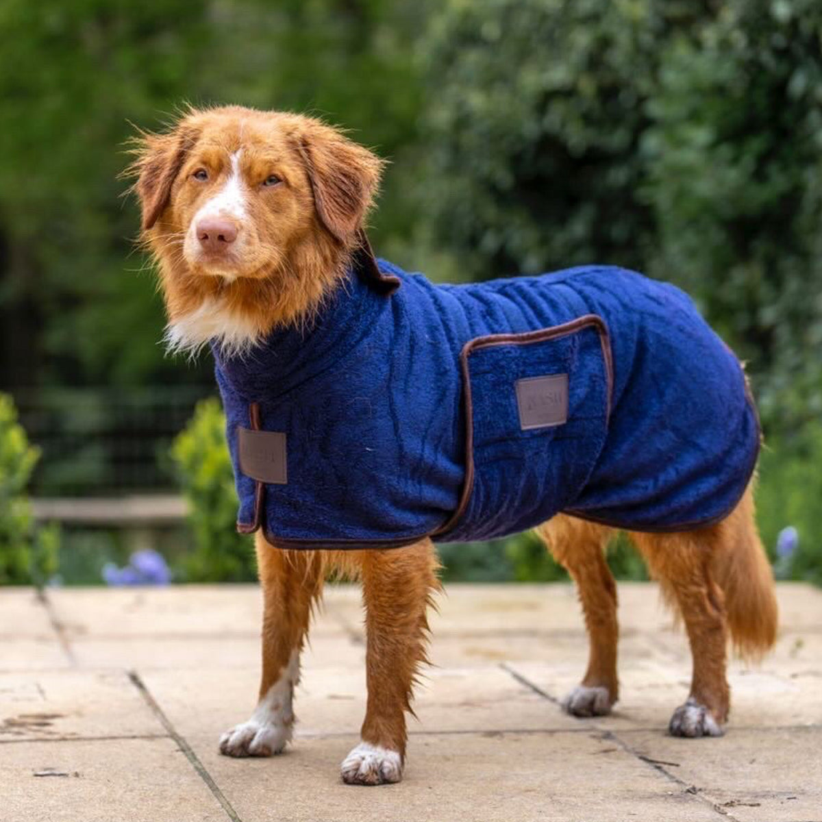 Retiever dog outdoors, wearing the navy blue NASH bamboo dog drying coat.