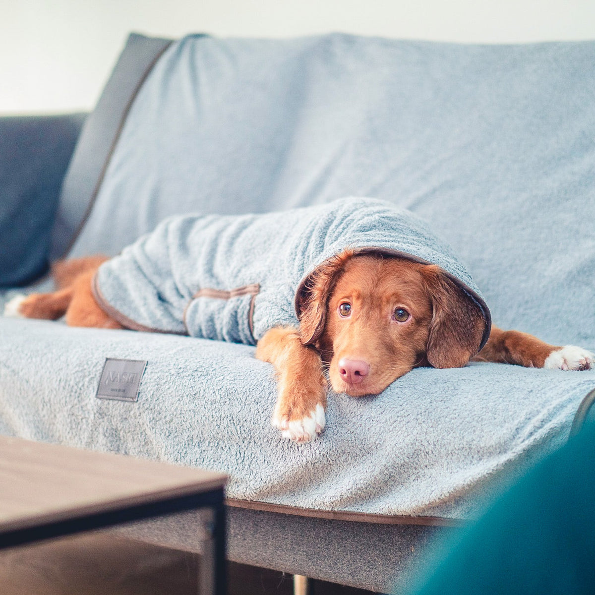 A wet puppy resting & drying off on a sofa. The sofa has been covered with a grey NASH bamboo dog throw, with the dog wearing the matching drying coat also.