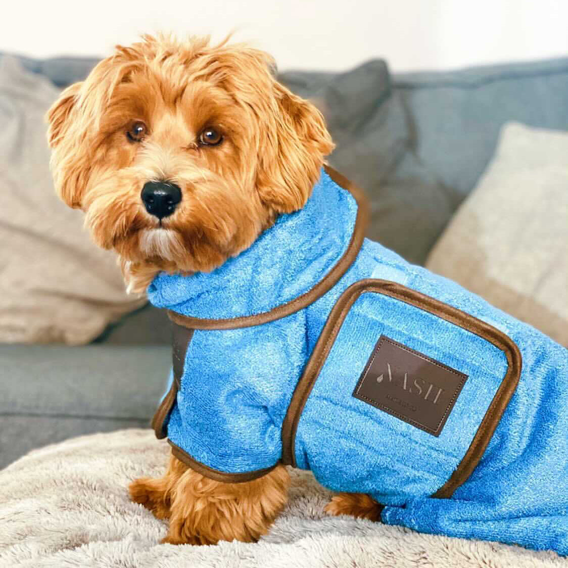 A small dog at home, wearing the NASH bamboo dog drying coat in Cambridge blue. 