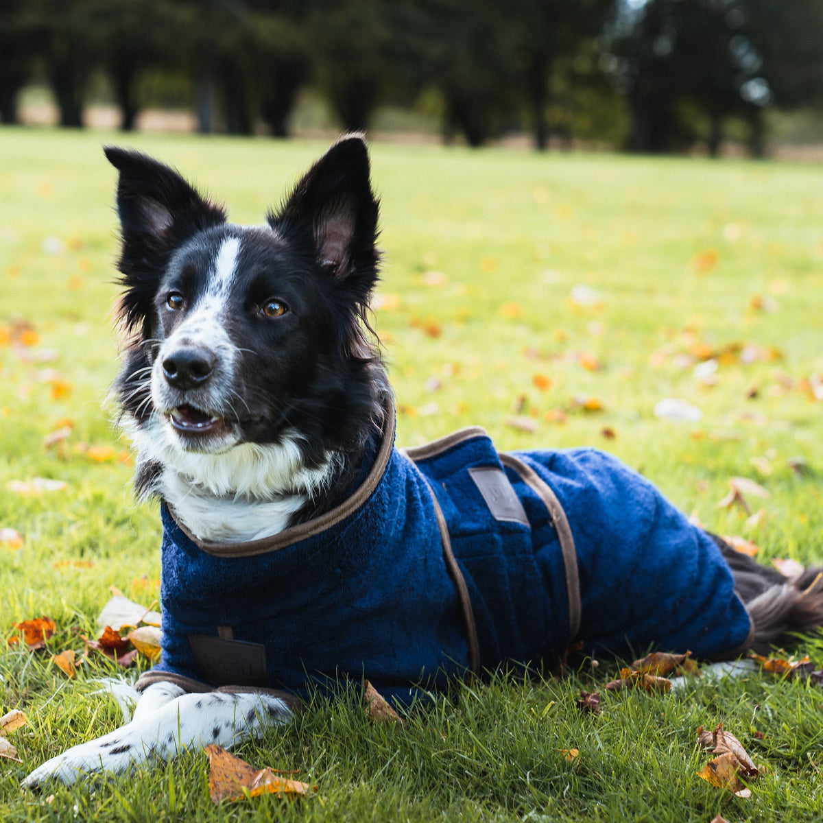 Border Collie laying down outside on grass, wearing the NASH bamboo dog coat in navy blue. 