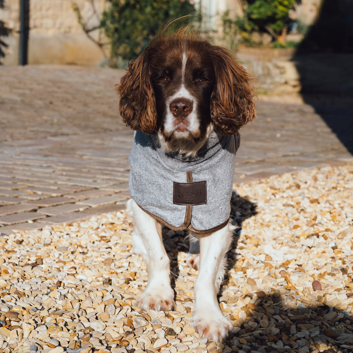 Springer Spaniel outdoors, modelling the NASH bamboo dog drying coat in grey, size small.