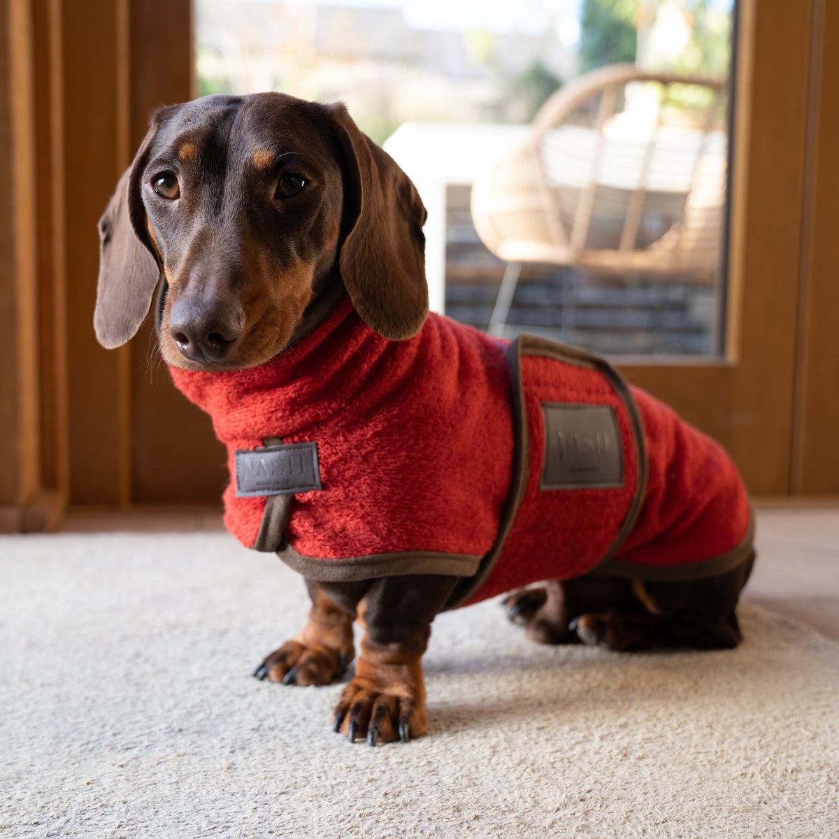 Small Dachsund indoors, staying warm in a NASH bamboo dog coat in red. 