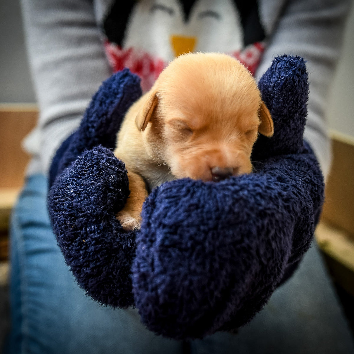 A puppy being help by a person wearing a pair of navy blue NASH bamboo dog drying mitts. 