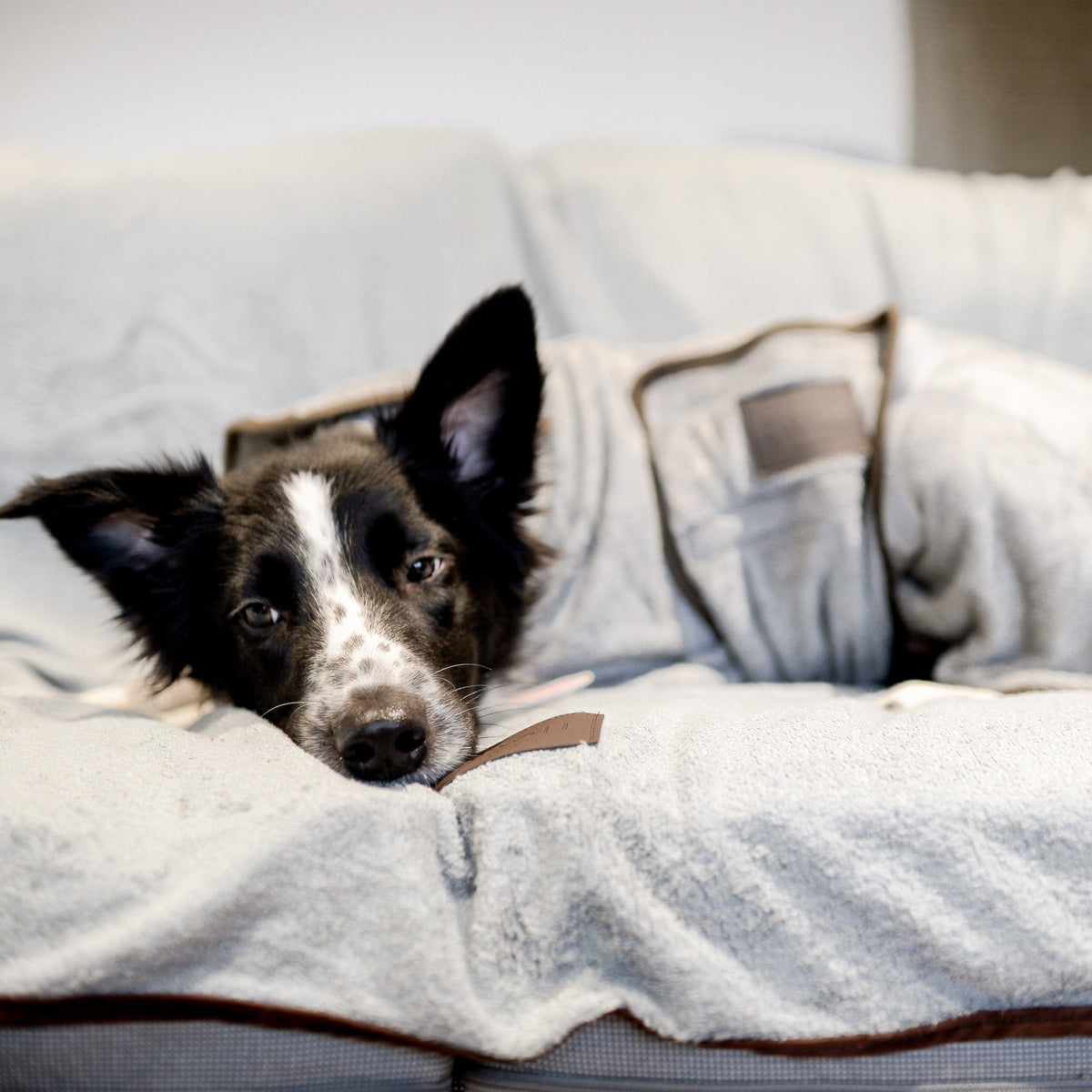 Cute Border Collie puppy laying in comfort & warmth on a sofa, wearing the grey NASH bamboo dog coat and matching bamboo dog throw lining the sofa.