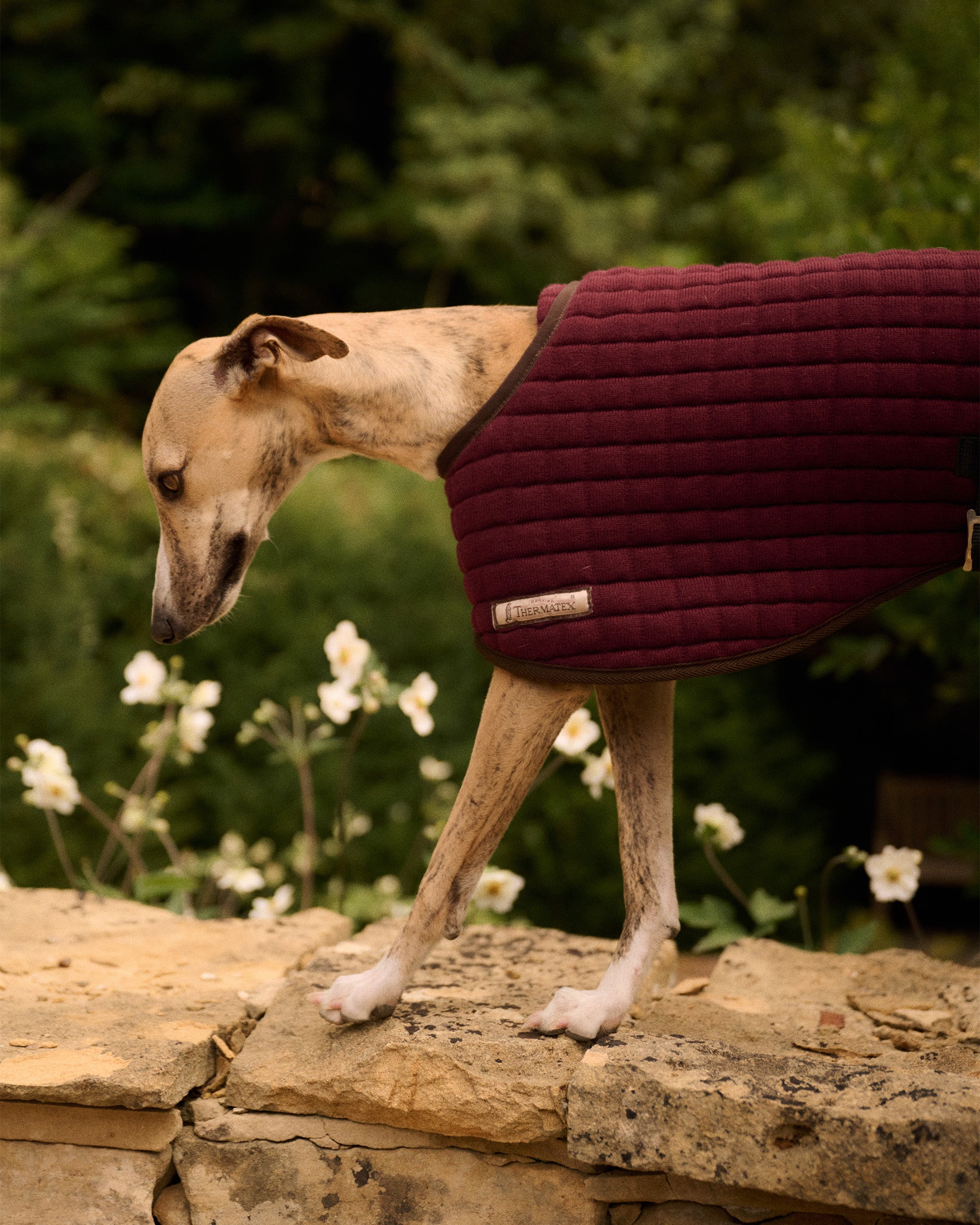 Dog wearing a Thermatex Dog Coat in Claret