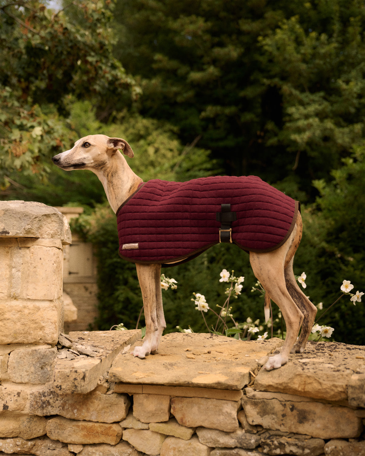 Dog wearing a Thermatex Dog Coat in Claret