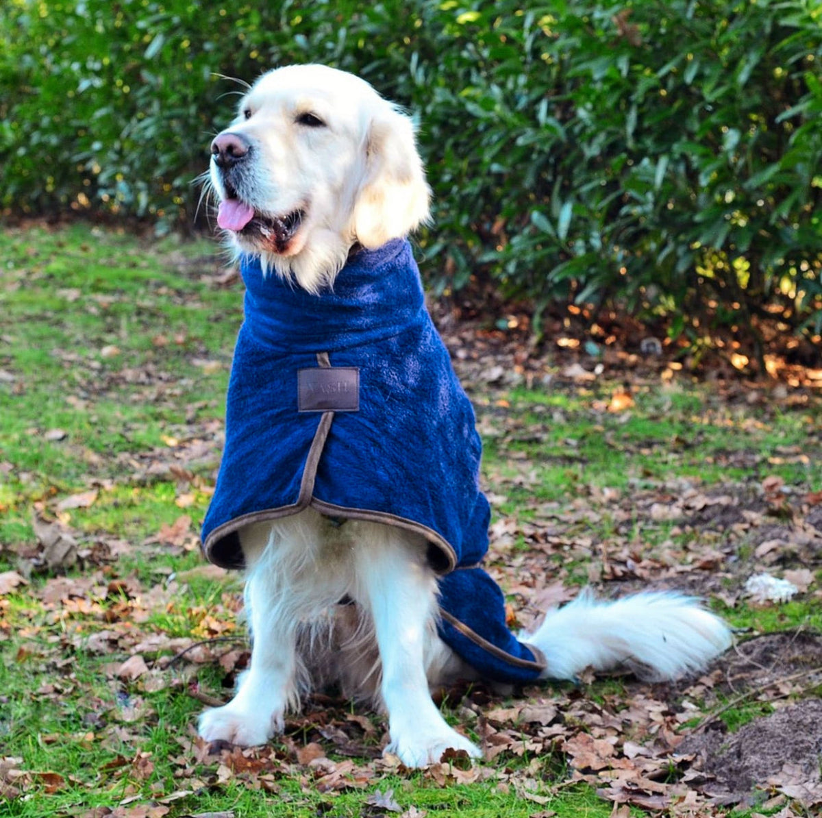 Golden Retriever staying warm & dry with a NASH bamboo dog drying coat in navy blue.