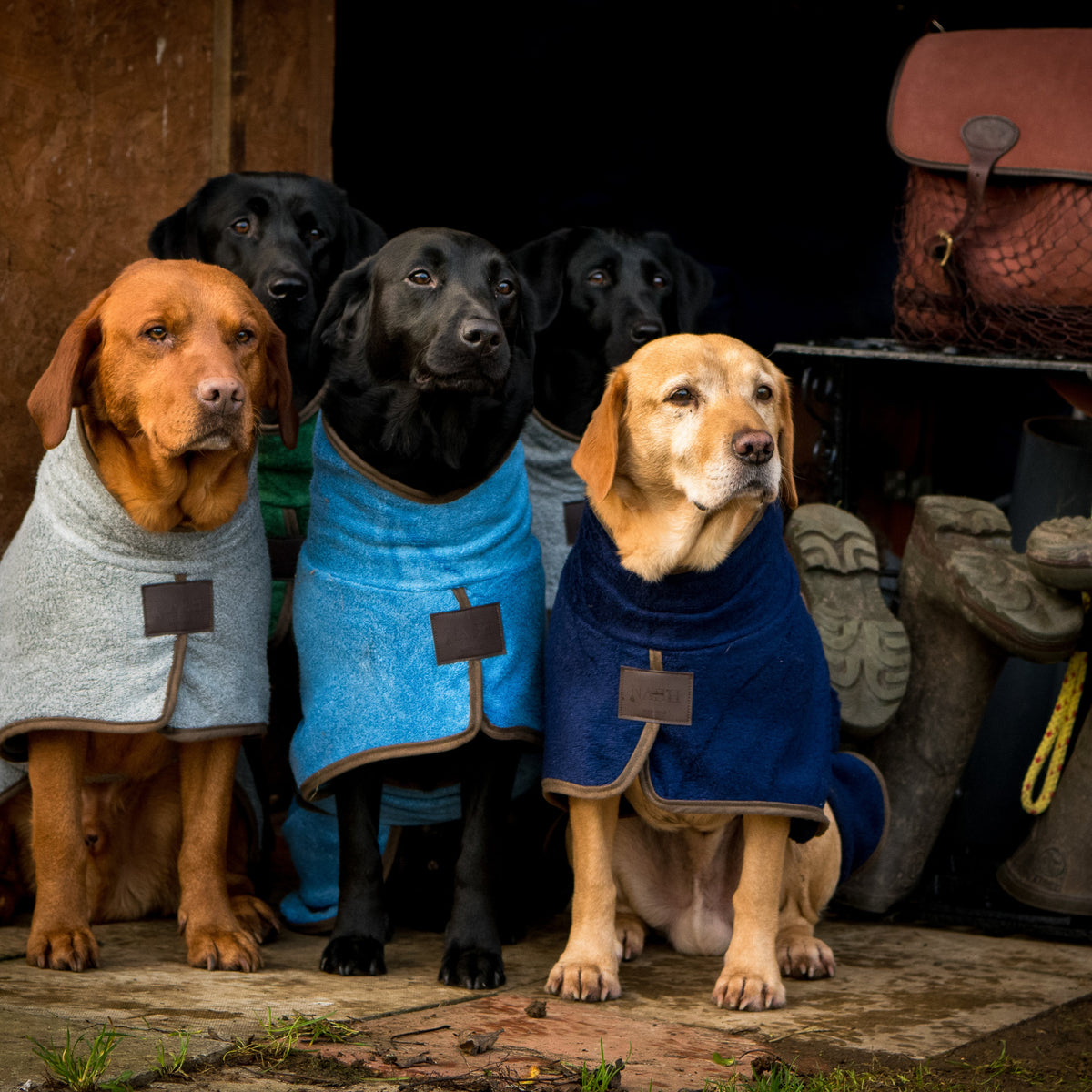 A pack of Labradors outdoors, each staying warm in the stylish NASH bamboo dog drying coat.