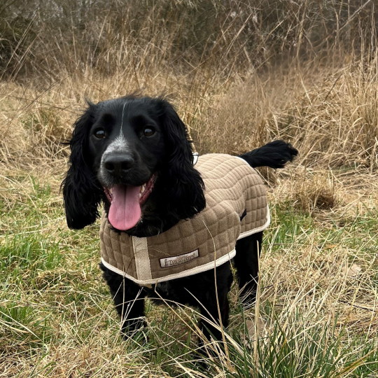 Dog Coat