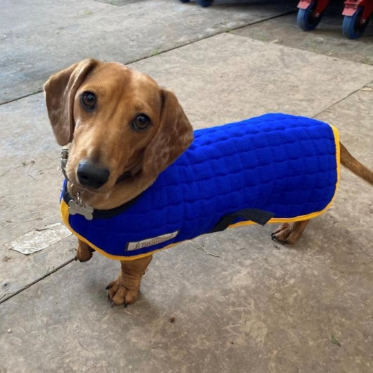 Dachshund Dog Coat